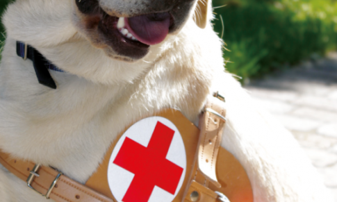 ConsulGroup sponsorizza la crescita di un cucciolo di cane guida