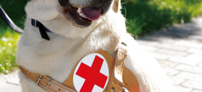 ConsulGroup sponsorizza la crescita di un cucciolo di cane guida